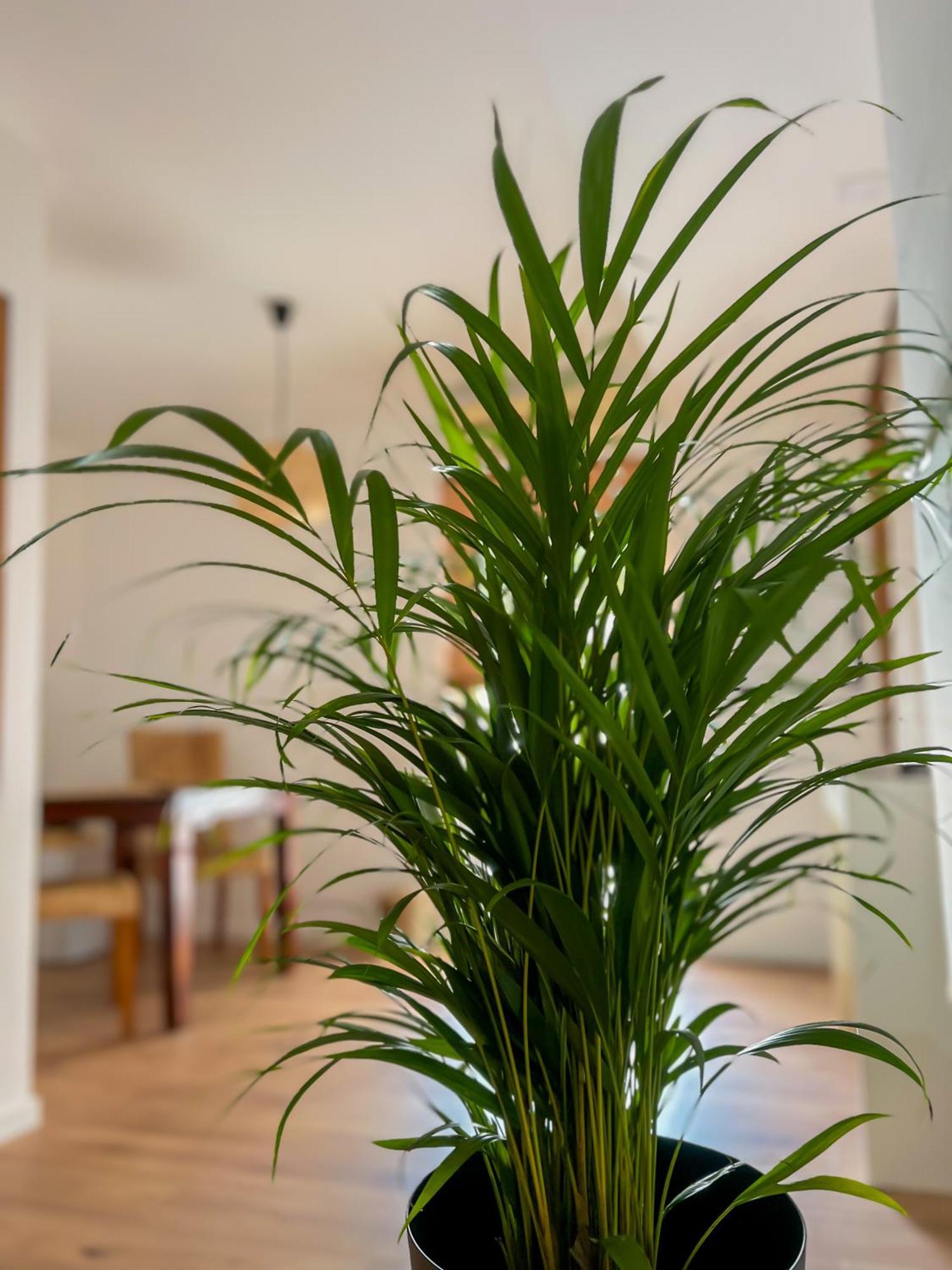 קריקווניצה Apartments Villa Klaudia - Adults Only מראה חיצוני תמונה